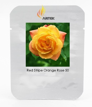 Red Stripe Orange Rose Flower Seeds, Professional Pack, 50 Seeds / Pack, Strong Fragrant Rose #LG00036