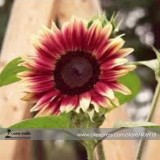 'Cherry Rose Hybrid' Dark Red Ornamental Sunflower Seeds, Professional Pack, 20 Seeds / Pack, Very Rare Flowers