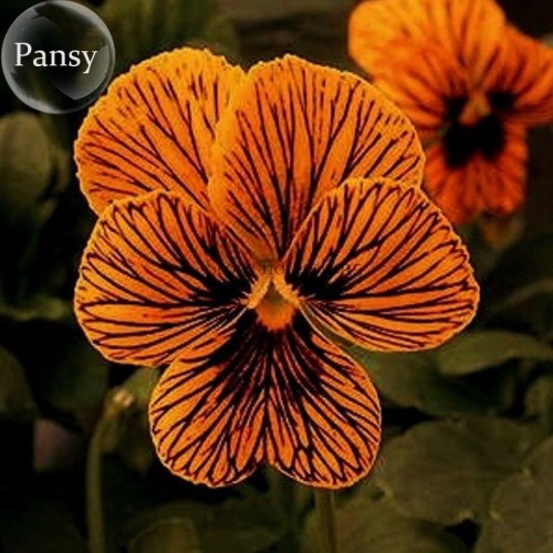 Viola Tiger Eye Pansy Flowers, 20 Seeds, handy bonsai plants E3739
