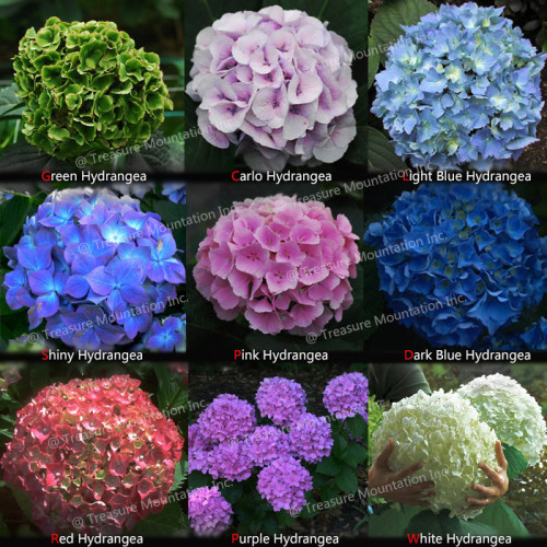 9 Professional Packs, approx 15 Seeds / Pack, 9 Colors Panicle Hydrangea Showy Heavy Blooms Small Shrub Seed #NF351