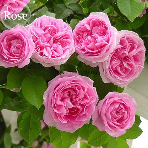 'Qiao San' Big Pink Turbine-like Climbing Rose Plant, 50 seeds, climber gardening E3939