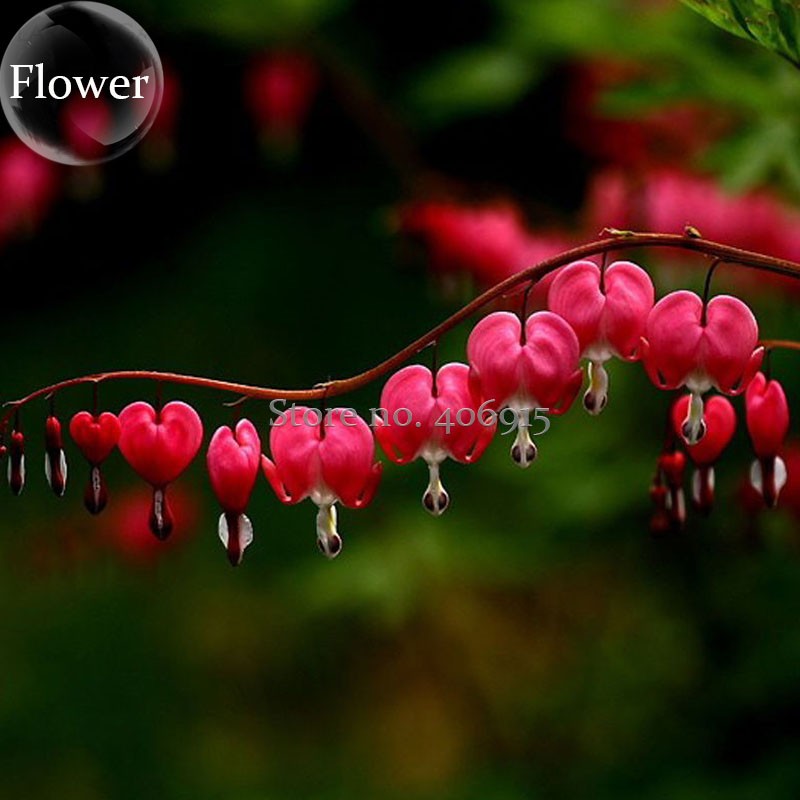 bleeding heart seeds bleeding heart seeds