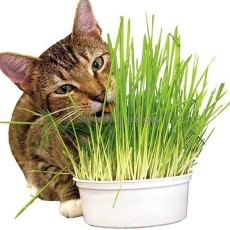 Sussex grown sweet Oat Grass seeds for Cats and other Pets, 50 seeds, very interesting pet grass E3953