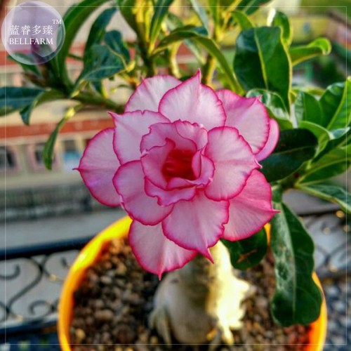 Thai 'embroidery' Adenium Desert Rose Seeds, professional pack, 2 Seeds, 5-layer orderly pink petals with red edge TS341T