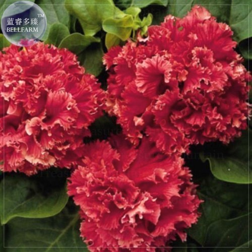 Red Double Valentine Pelleted Petunia Seeds, Professional Pack, 200 seeds, bonsai big blooms E4052