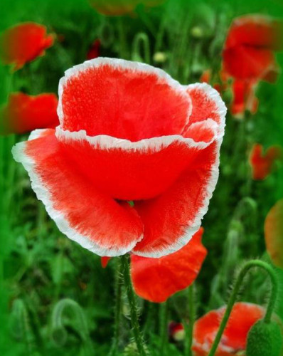 BELLFARM Corn Poppy Corrugated Red Double Flowers, 100 Seeds, Original Pack, red big blooms with white edge A295