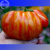 Beauty King Big Tomato Seeds, 100 Seeds, Professional Pack, red color with golden stripe tasty vegetables E4074