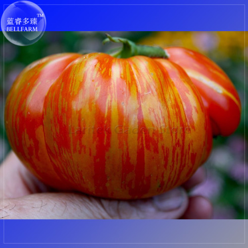 Beauty King Big Tomato Seeds, 100 Seeds, Professional Pack, red color with golden stripe tasty vegetables E4074
