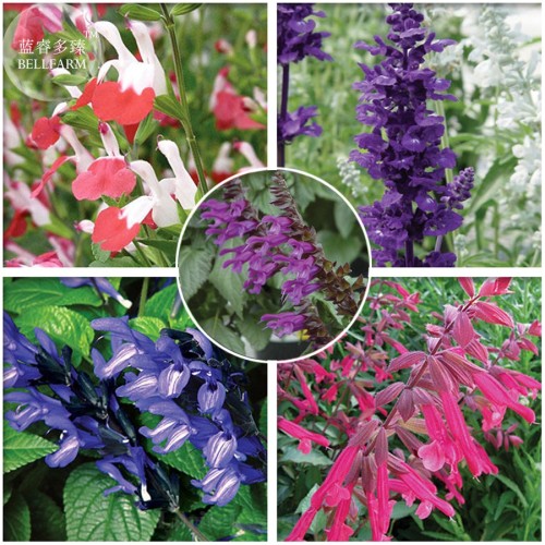 Imported Mixed 5 Typed of Salvia with tubular flowers, Professional Pack, 20 Seeds, deep purple black blue pink purple E3989