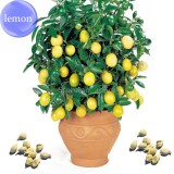 Rare Lemon, 20 Seeds, balcony patio potted fruit trees planted seeds E3580