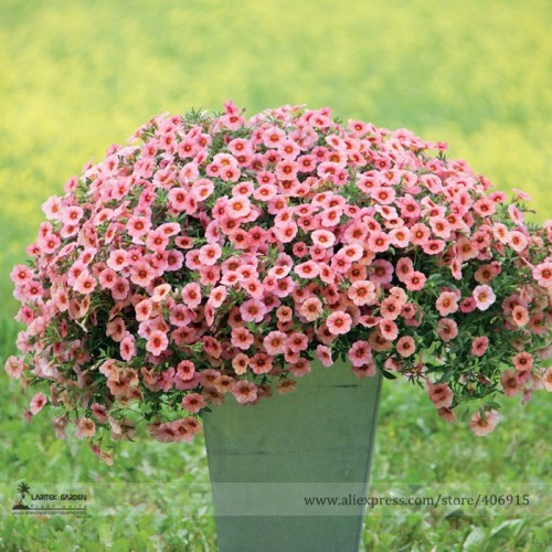 Heirloom Pink Garden Petunia with Red Eye Flower Seeds, 100 Seeds, bicolor blooms on a mounded, full, semi-trailing beauty E3240