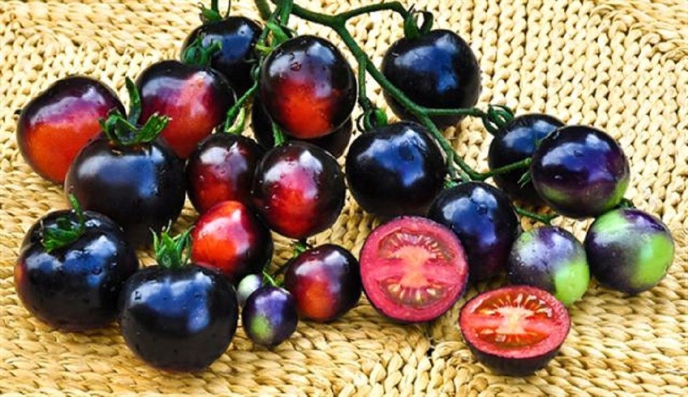 US$ 0.91 - Rare Heirloom Indigo Blue Tomato Hybrid Seeds, Professional ...