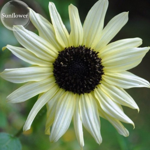 Small talian White Sunflower, 15 Seeds, ornamental annual flowers E3767