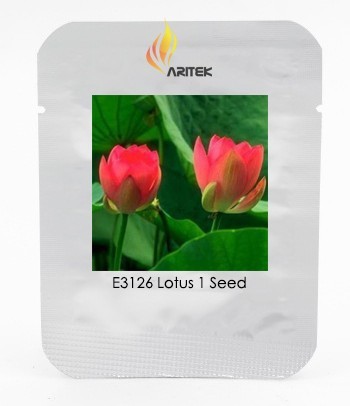 Heirloom Middle Red Nelumbo Nucifera Lotus Flower Seeds, Professional Pack, 1 Seed / Pack, Fragrant Pond Flower E3126