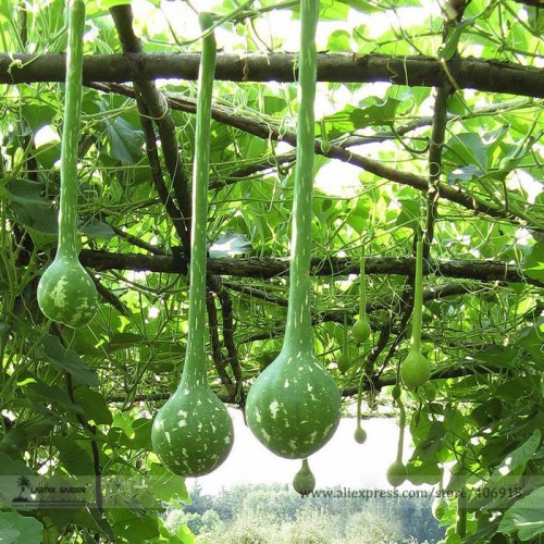Long Handle Dipper Gourd Lagenaria Siceraria Seeds, Professional Pack, 10 Seeds / Pack, Useful Gourd E3332