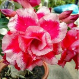 Imported 'whirlwind' Adenium Desert Rose Seeds, professional pack, 2 Seeds, 5-layer rose red white petals TS338T
