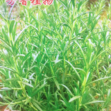 BELLFARM Rosemary Rosmarinus officinalis Herbs Seeds, 5 packs, 5 seeds/pack, heirloom anthos herbs