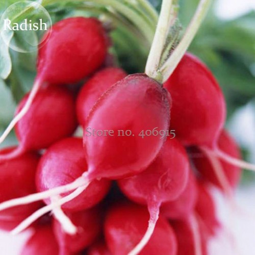 Red Turnip Seeds Radish Raphanus Sativus Organic 20 Seeds E3910