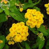 Mixed Colorful Lantana Camara Perennial Plants, 10 Seeds, Garden White Yellow Pink Orange Flowers E3803