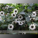 Italian White Sunflower Seeds, Professional Pack, 20 Seeds / Pack, Great in arrangements or the garden,Organic Non-Gmo E3377