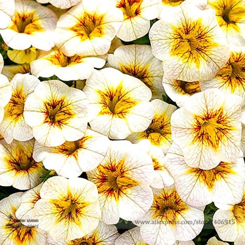 Rare Superbells Frostfire Calibrachoa Petunia Annual Flower Seeds, Professional Pack, 100 Seeds / Pack, Large Blooming Flower