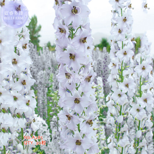 BELLFARM White Delphinium Larkspur Flower Seeds, 30 Seeds,  annual beautiful garden flowers