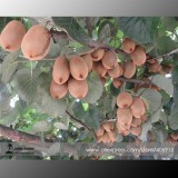 100% True Variery Mini Large Kiwi Fruit Heirloom Chinese Gooseberry Fruit Seeds, Professional Pack, 50 Seeds / Pack E3373