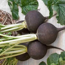 Heirloom Rare Black Small Fruit Radish with White meat, 100 seeds, delicious healthy edible turnip vegetables E3593