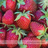 Roman F1 Strawberry Seeds, 1 Professional Pack, 100 Seeds / Pack, Deep Red Medium-sized Strawberry #NF520