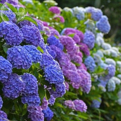 Mixed Beautiful Hydrangea Big Blooming Flowers, 15 seeds, garden plants attracting butterflies E3728