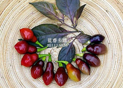 BELLFARM Chilli Cabaca Roxa Edible Ornamental Plant Seeds, 15 seeds, professional pack, extraordinary pretty rare pepper BD258H