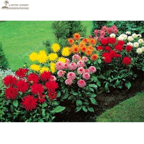 DAHLIA CACTUS MIX - Dahlia Pinnata Variabilis - 80 SEEDS