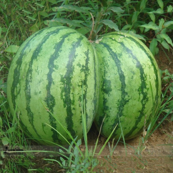 Green Skin Red Sweet Watermelon 'Twins' Organic Seeds, 1 Professional Pack, 20 Seeds / Pack, Juicy 13% Sugar Melon Fruit #E3024