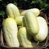 Miniature Sweet White Cucumber Cucumis Sativus Seeds, Professional Pack, 10 Seeds / Pack, Rare Tasty Fragrant E3322