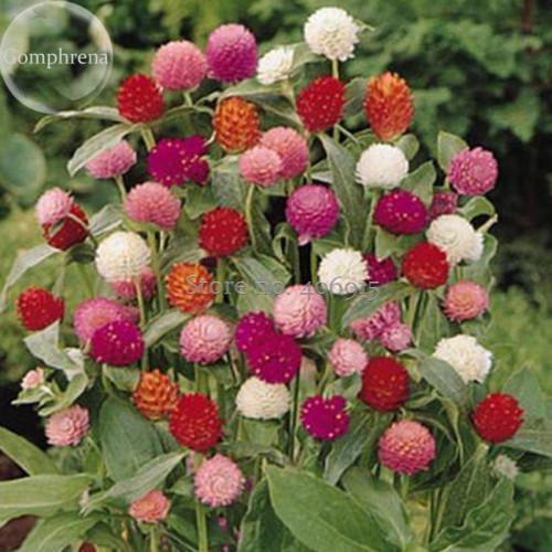 Higro Mix Gomphrena Globe Amaranth Flowers, 30 Seeds, cut flowers E3576