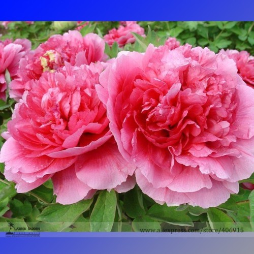 Heirloom 'Rui Yue Jing' Double Pink Peony Fragrant Flower Seeds. Professional Pack, 5 Seeds / Pack, Attracting Bees Butterfly