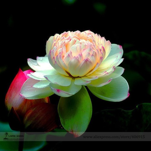 Rare Heirloom Light Yellow Nelumbo Nucifera Lotus with Red Top Flower Seeds, Professional Pack, 1 Seed / Pack, Fragrant E3160