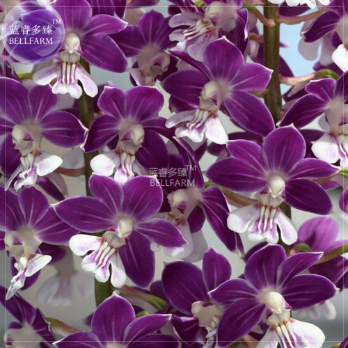 BELLFARM Orchid Rare Bonsai Mixed Perennial Flower Seeds, 100 seeds, professional pack, heirloom orchid open-pollinated plants