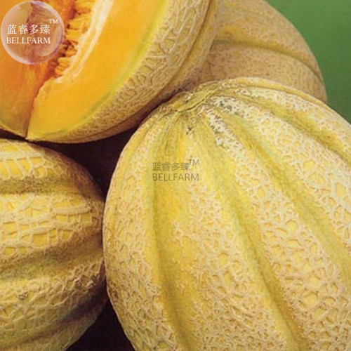 BELLFARM Rare Seeds Golden Honey Melon (Cucumis melo) 10 Seeds, 100% True  Honey melon Seeds E3483
