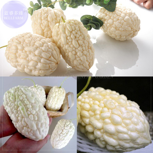 BELLFARM Bitter Gourd Apple-sized White Balsam Pear Seed, only one seed, professional pack, tasty high-yield vegetables BD101H