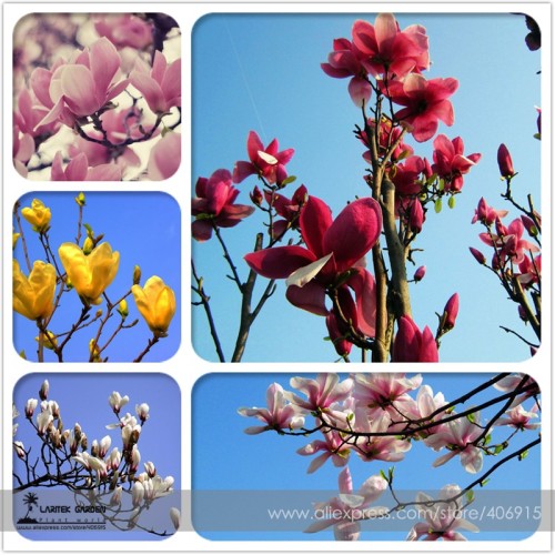 Heirloom Chinese Red Yellow Pink White Yulan Magnolia denudata Fragrant lilytree 10 Seeds