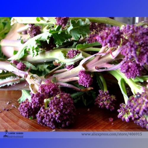 English Purple Sprouting Broccoli Early Brassica Oleracea Seeds, Professional Pack, 50 Seeds / Pack, Healthy Chinese Vegetables