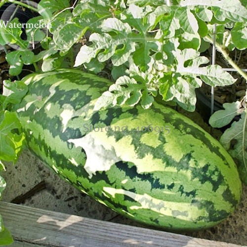 100% Genuine Heirloom Giant Baby Sweet Juicy Watermelon, 20 seeds, delicious fruit E3600