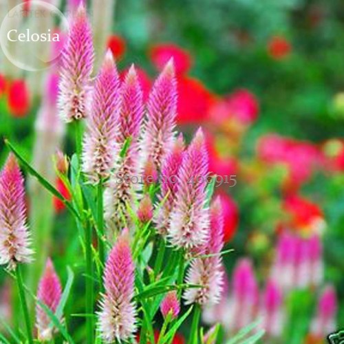 Rare Beautiful White Pink Celosia Spicata Woolflower, 50 Seeds, strong fragrant herb flowers E3702