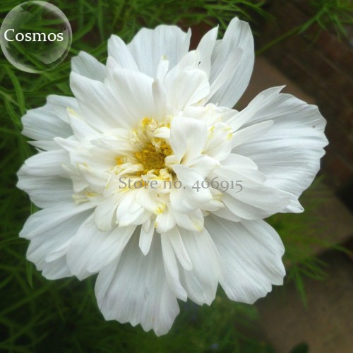 Double Click Snow Puff Cosmos. 50 Seeds. big blooms perfect for cutting E3919