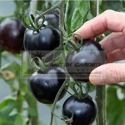 VERY BLACK Rare Tomato Organic Seeds, Original Pack, 500 Seeds / Pack, NON-gmo Very Tasty Vegetables Nutritive Fruits Seeds