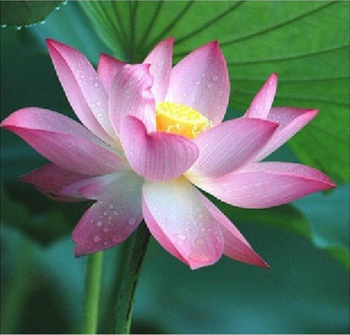 Pink Lotus Flower Seeds, Professional Pack, 1 Seeds / Pack, Nelumbo Nucifera Pond Aquatic Plant LG00039