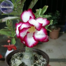 BELLFARM 'Cyclone' Double Adenium Desert Rose, 2 Seeds, white petals with rose red edge E3982