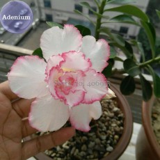 BELLFARM 'Pink Lover' Water Pink White Desert Rose Adenium with rose pink edge, 2 seeds, double petals big blooms E3983