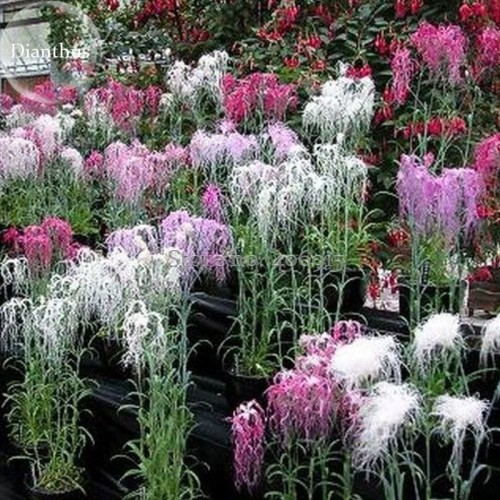 Rare Beautiful 'long hair' Mixed Dianthus Annual Flowers mixed red pink white, 50 Seeds, very rare heirloom flowers E3721